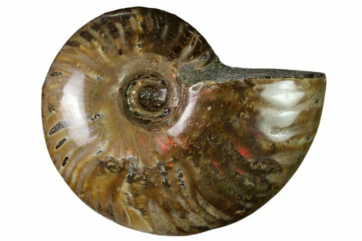 Red Flash Ammonite Fossil - Madagascar #151687